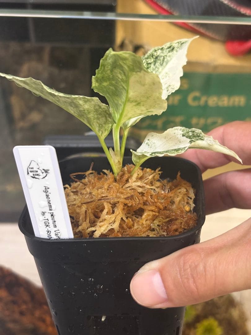 N*P様 THE GREEN KONG Aglaonema picture