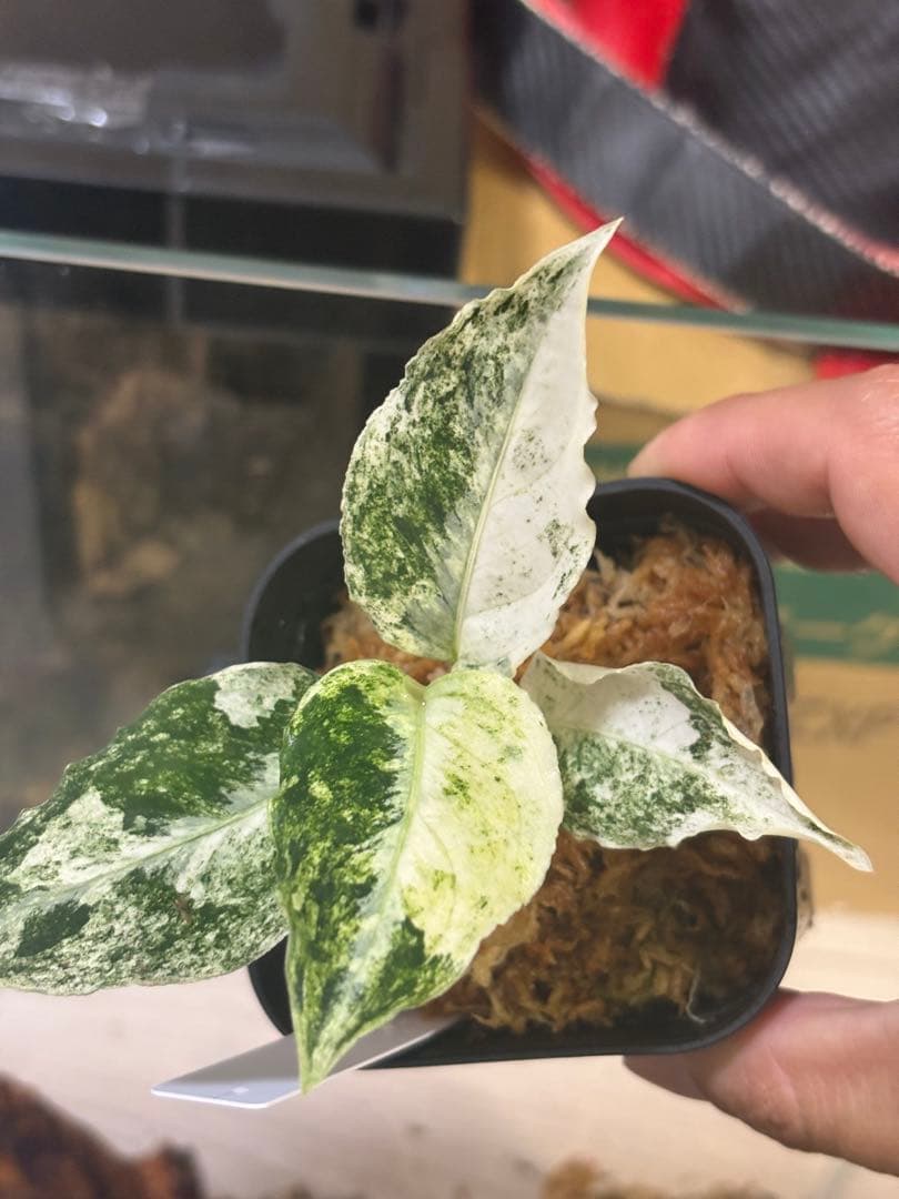 N*P様 THE GREEN KONG Aglaonema picture