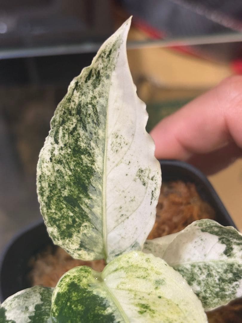 N*P様 THE GREEN KONG Aglaonema picture