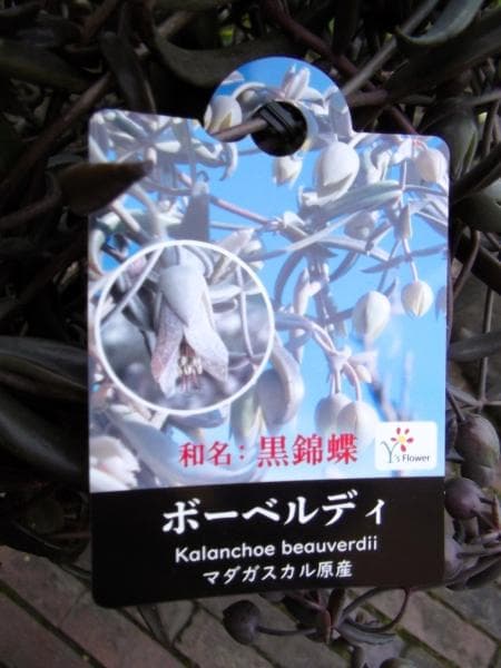 現物「カランコエ・ボーベルディ」６号　Kalanchoe　黒錦蝶　コクキンチョウ