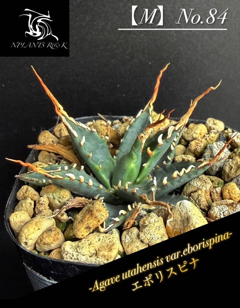 ⭐︎【アガベ ユタエンシス エボリスピナ 陽炎 No.84】コレクション株