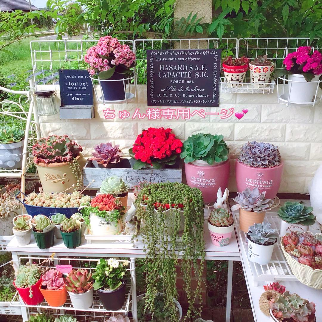 ちゅんページ♪