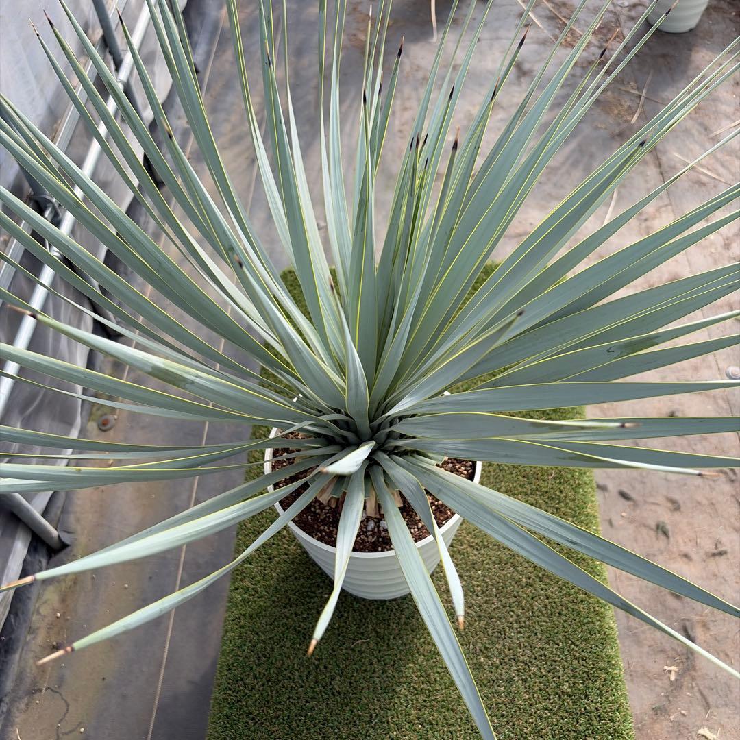 k*u様 【実生】ユッカロストラータ (7号鉢)②ドライガーデン