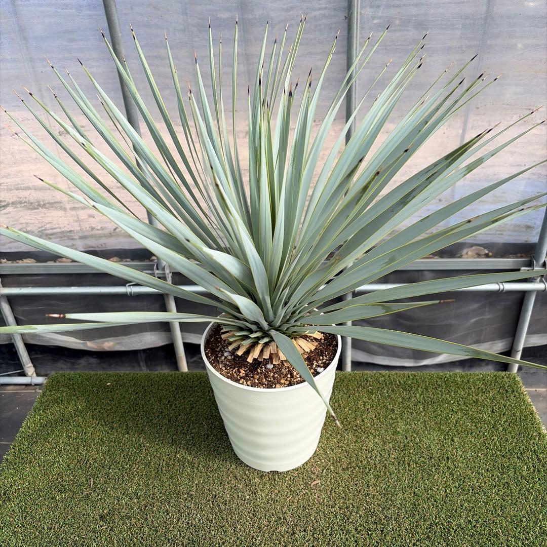 k*u様 【実生】ユッカロストラータ (7号鉢)②ドライガーデン