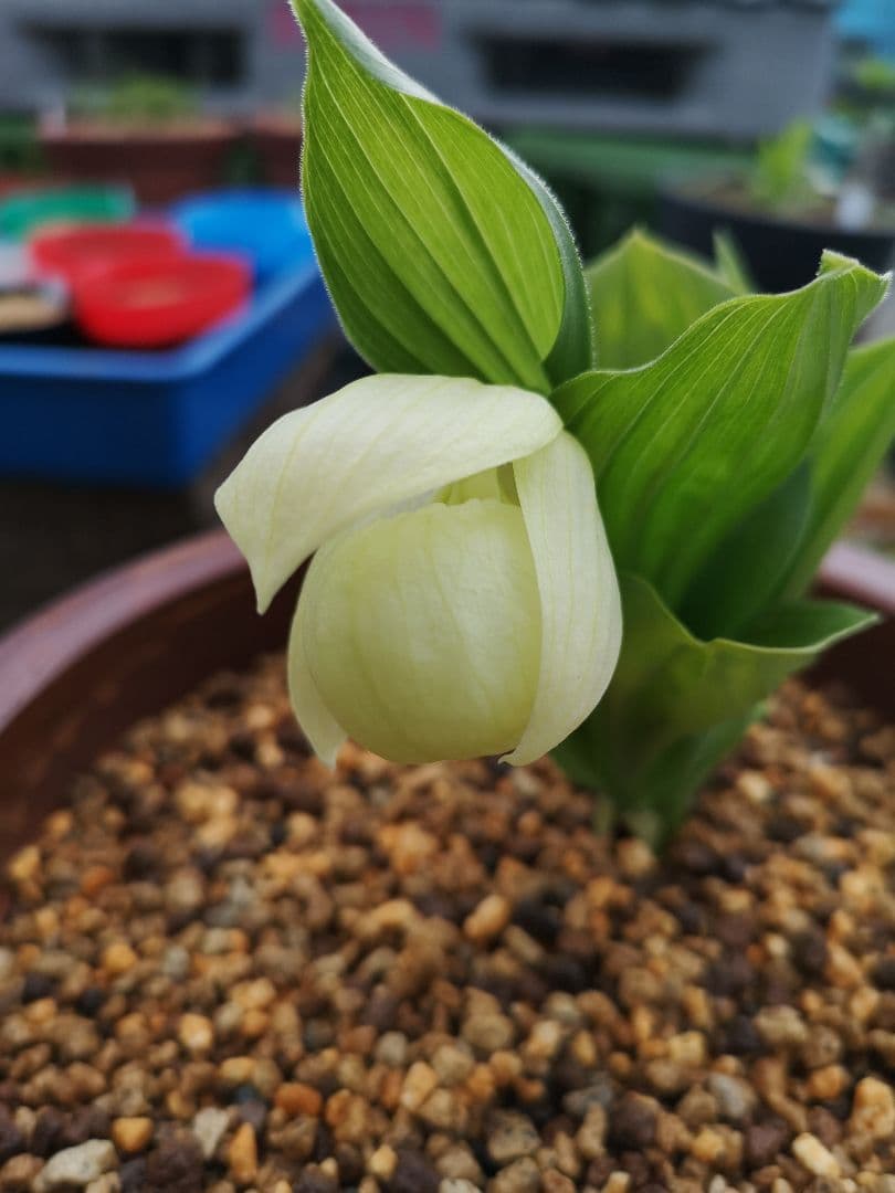 メ*4様 山野草　丸葉レブン　アツモリソウ　花１葉１　１鉢