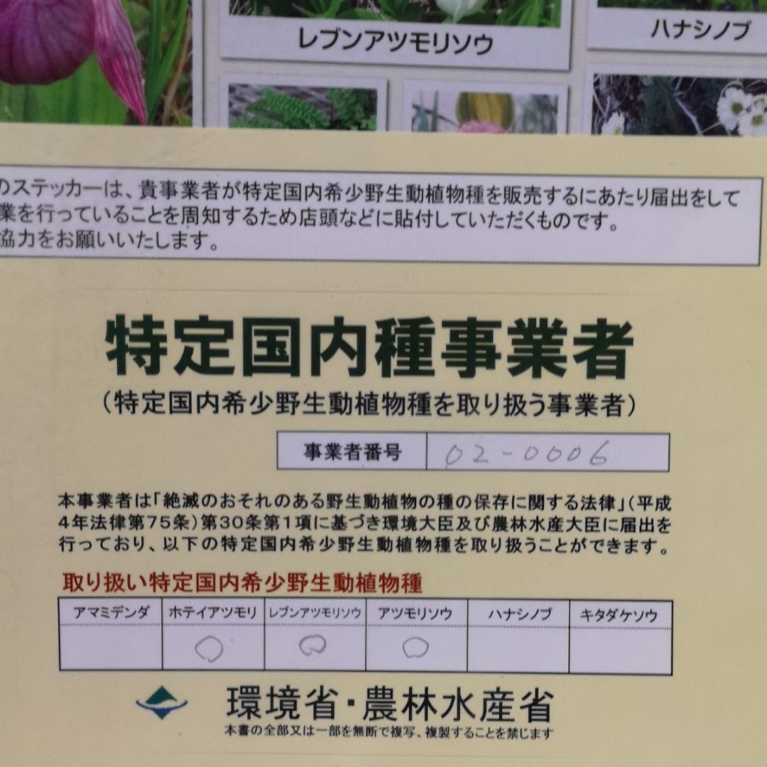 メ*4様 山野草　丸葉レブン　アツモリソウ　花１葉１　１鉢