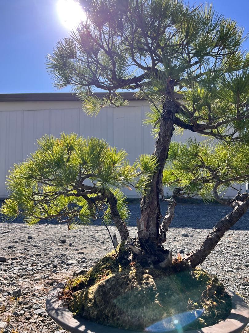 【年末セール】五葉松　盆栽　樹齢60年