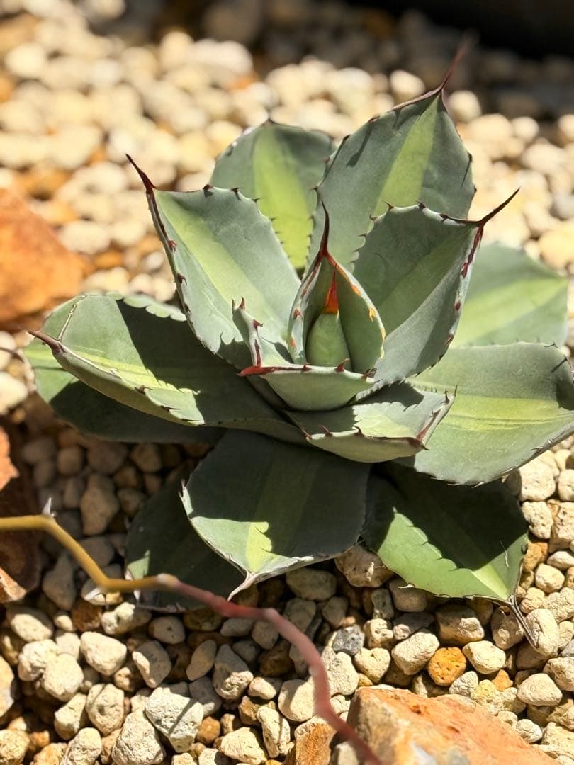 【福沢諭吉様】Agave parryi truncata 'Jackpot'