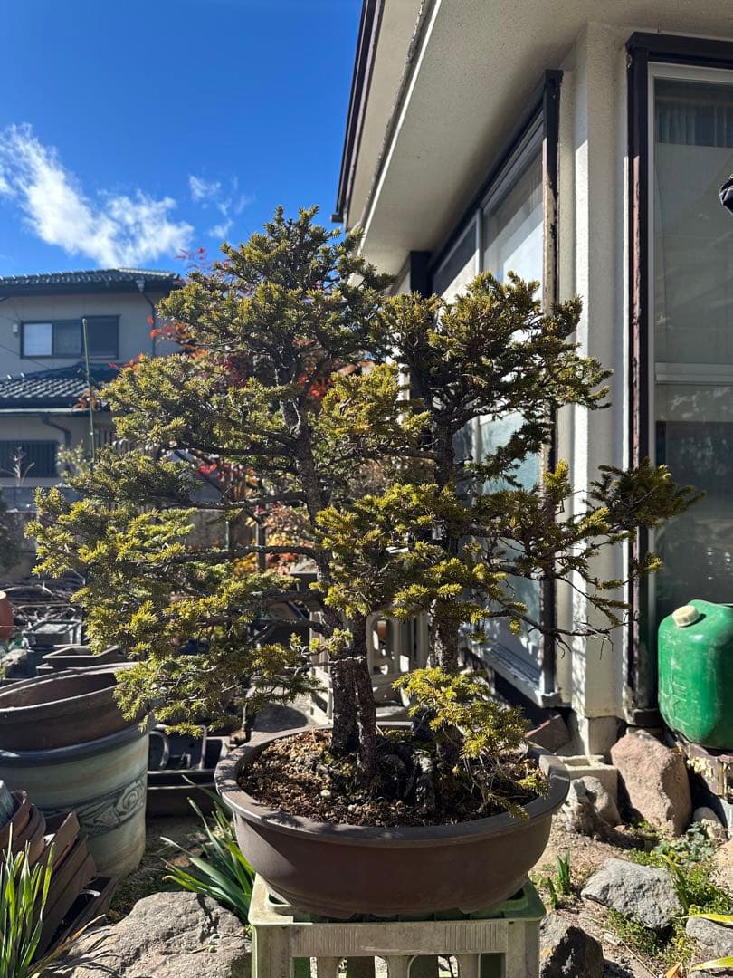 蝦夷松　株立　大品盆栽　樹齢70年以上