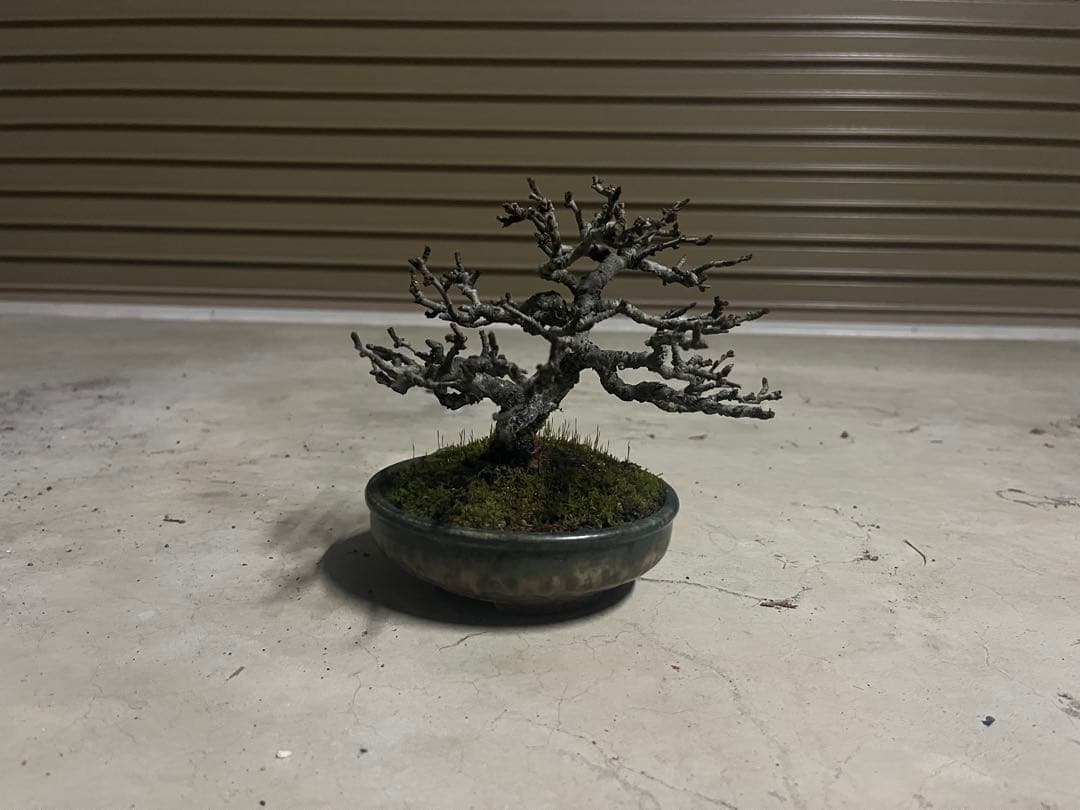 R*u様 300円スタート！長寿梅 盆栽