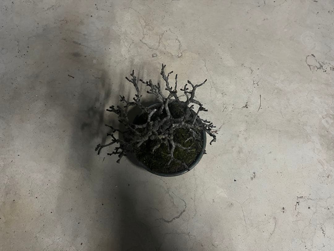 R*u様 300円スタート！長寿梅 盆栽