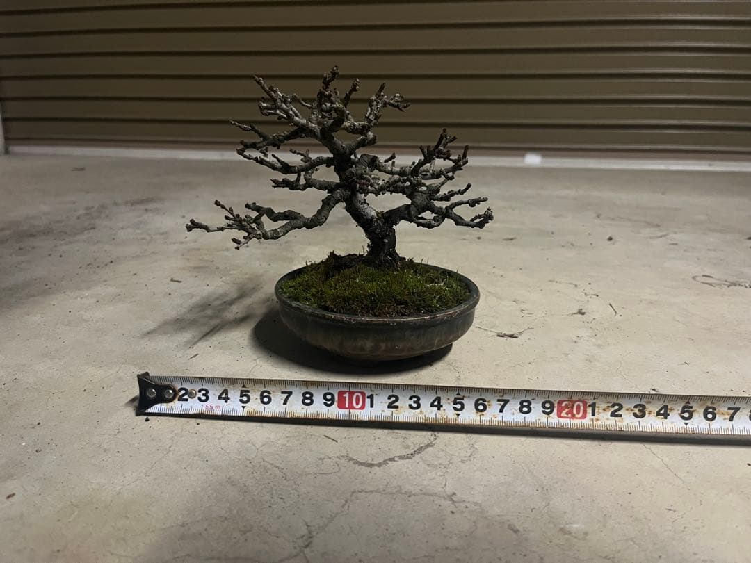 R*u様 300円スタート！長寿梅 盆栽