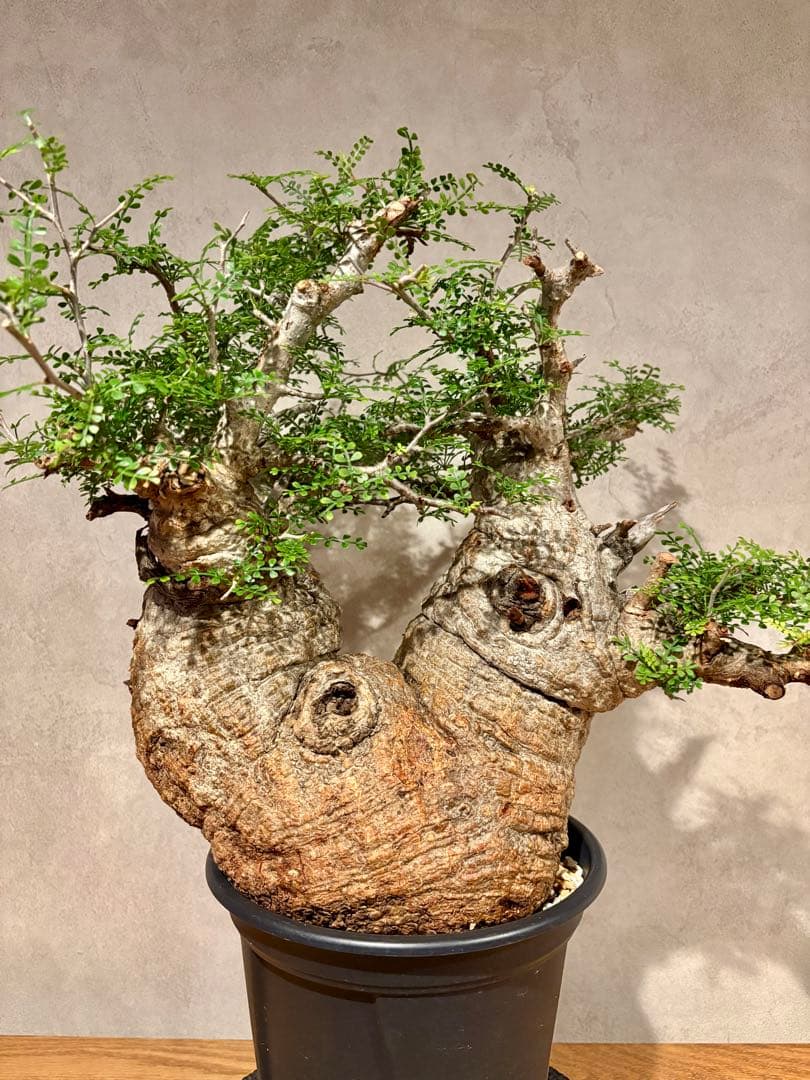 【ムチムチ極太塊根】パキプス｜新芽展開・発根済・6号鉢　みやび鉢