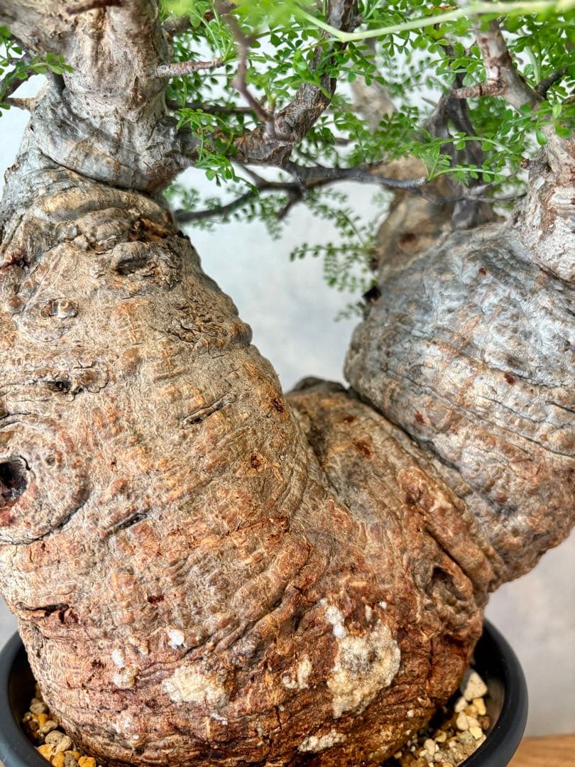 【ムチムチ極太塊根】パキプス｜新芽展開・発根済・6号鉢　みやび鉢