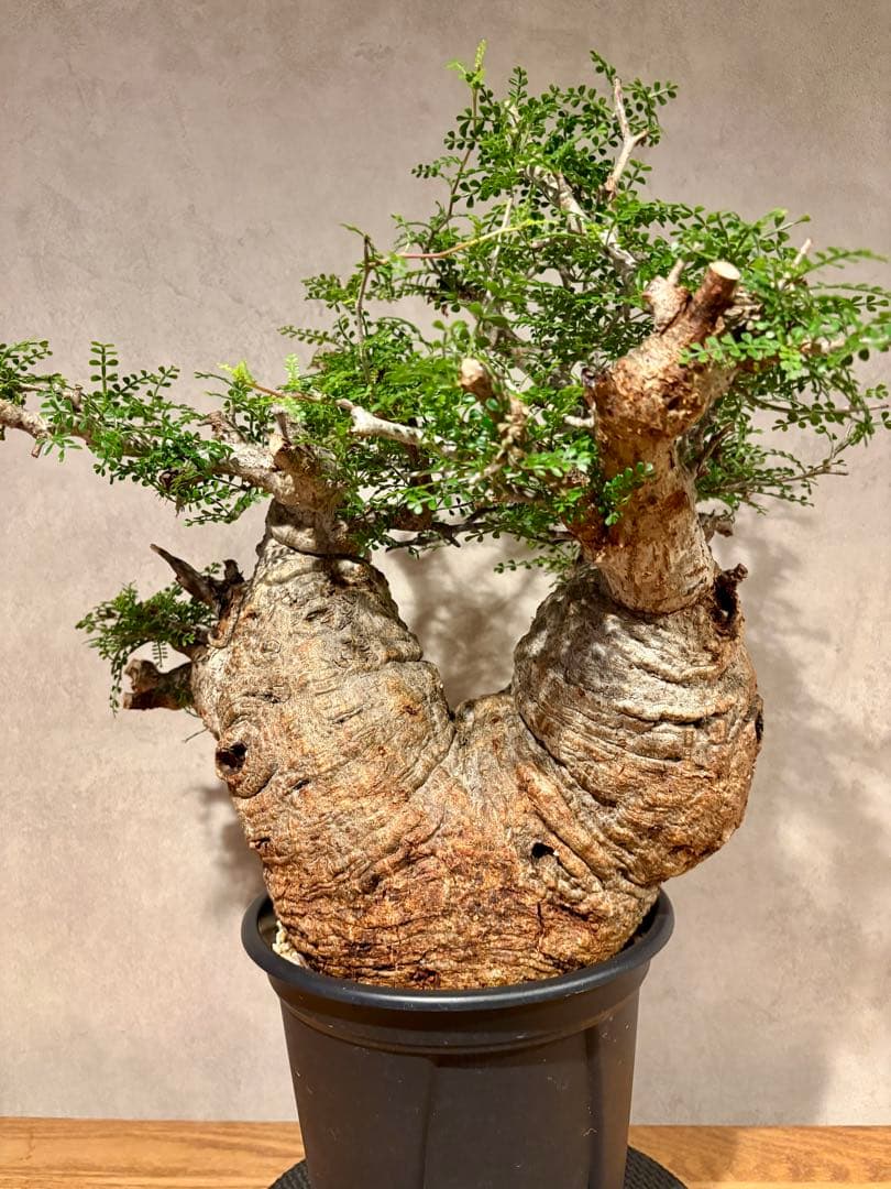 【ムチムチ極太塊根】パキプス｜新芽展開・発根済・6号鉢　みやび鉢