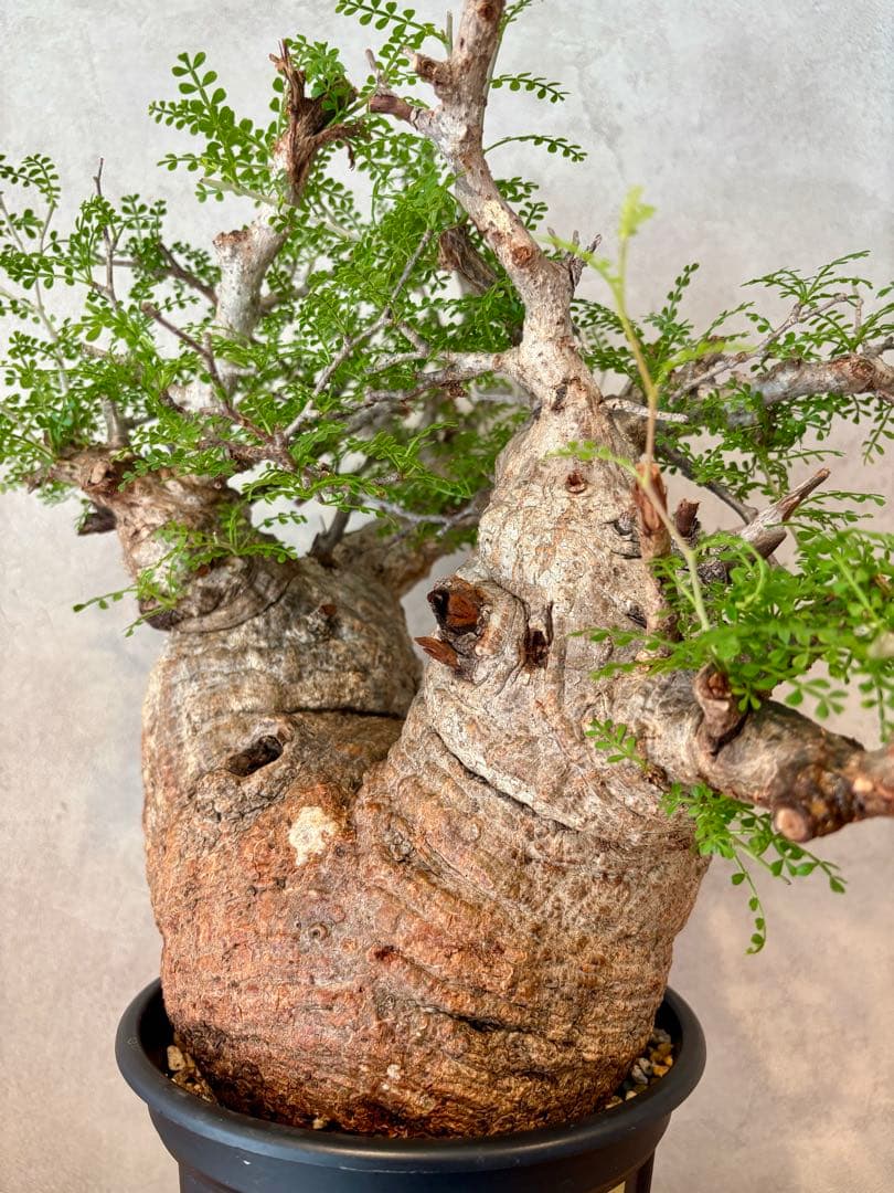 【ムチムチ極太塊根】パキプス｜新芽展開・発根済・6号鉢　みやび鉢