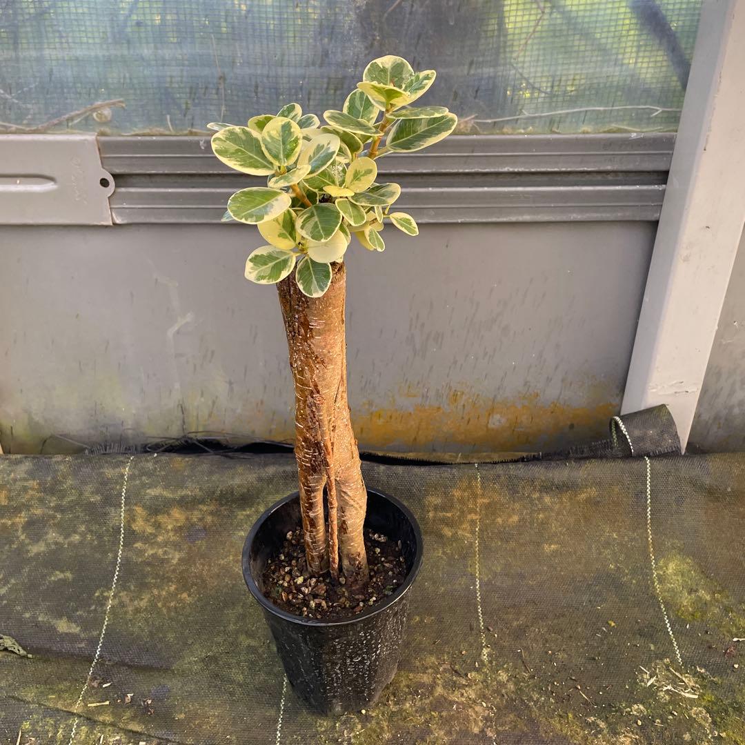 パンダガジュマル　斑入り　接木　3.５号