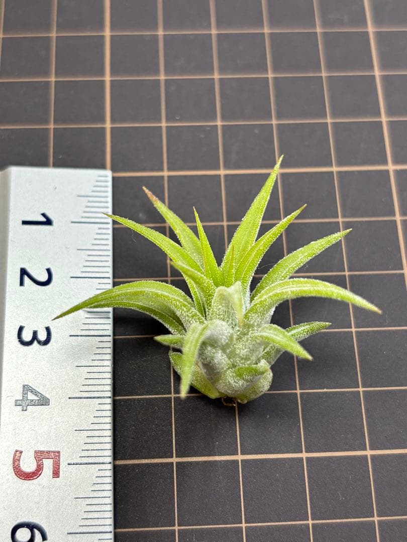 イオナンタ オレンジ　エアープランツ　チランジア