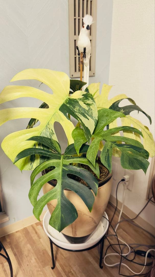 モンステラ デリシオーサ ジャングルミント