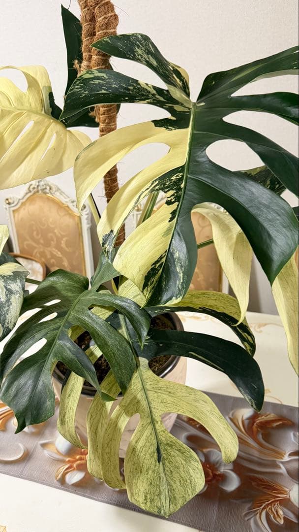 モンステラ デリシオーサ ジャングルミント