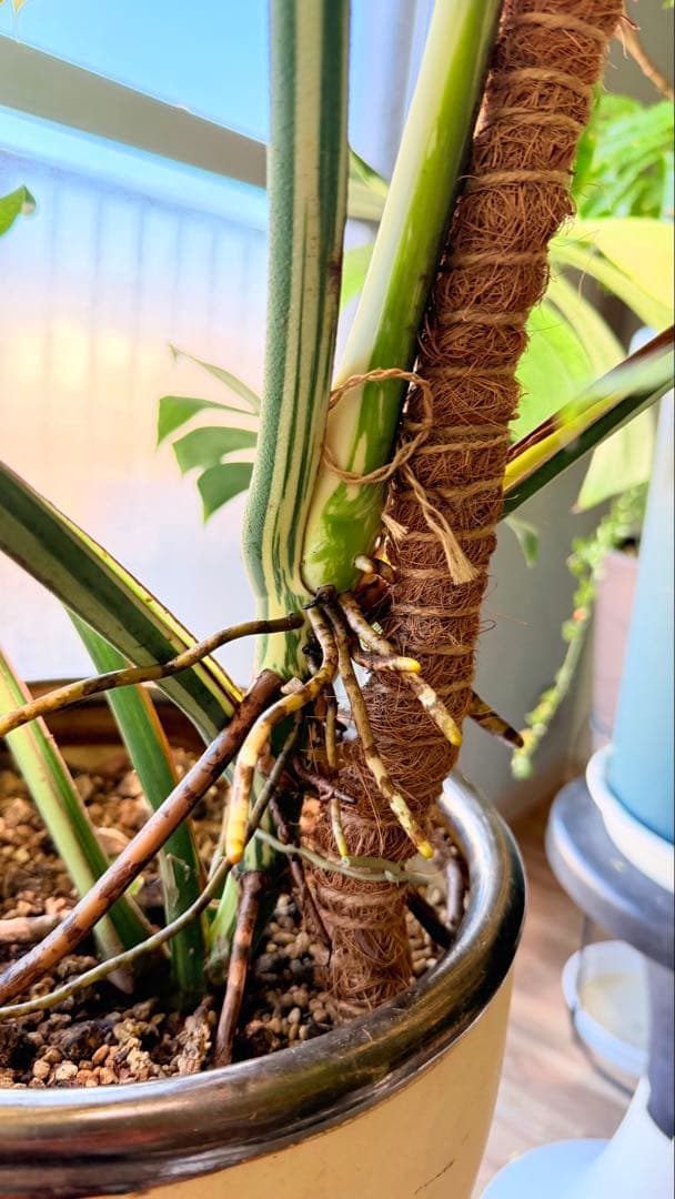 モンステラ デリシオーサ ジャングルミント