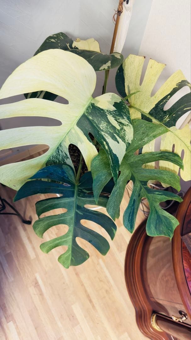 モンステラ デリシオーサ ジャングルミント