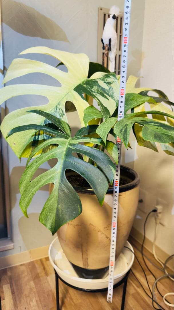 モンステラ デリシオーサ ジャングルミント