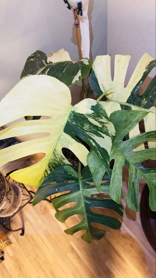 モンステラ デリシオーサ ジャングルミント