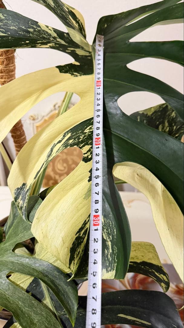 モンステラ デリシオーサ ジャングルミント