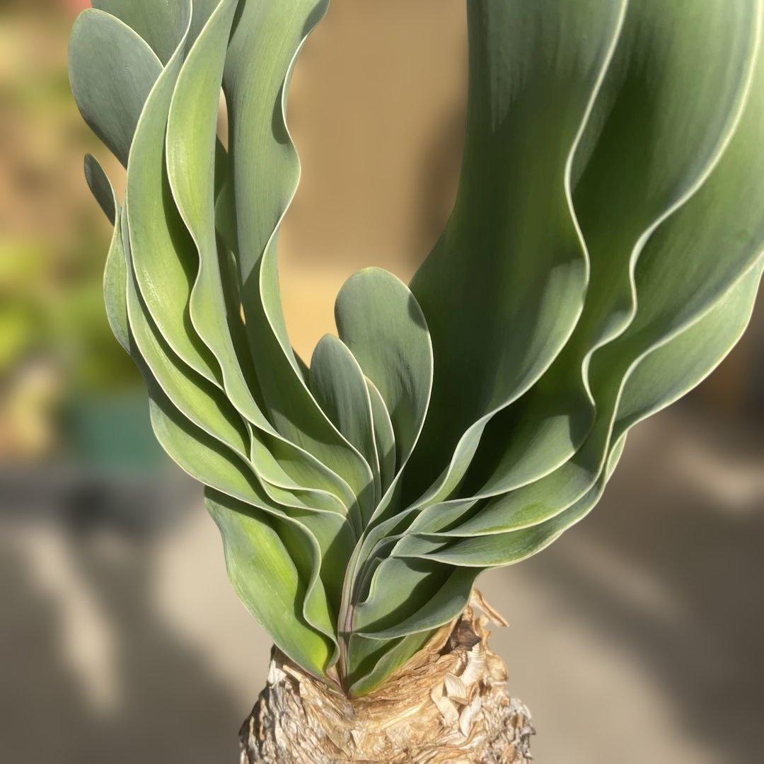 ブーファン ハエマンソイデス