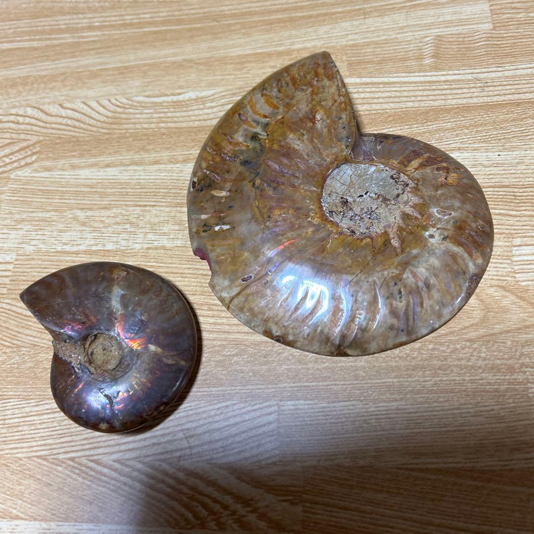 2点　化石　アンモナイト