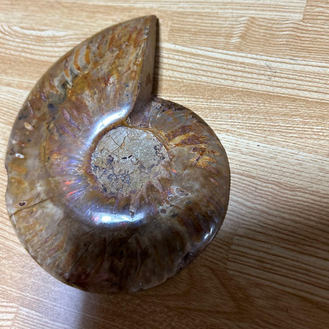 2点　化石　アンモナイト