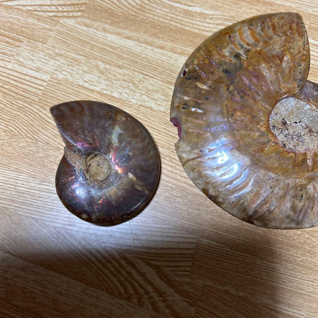 2点　化石　アンモナイト