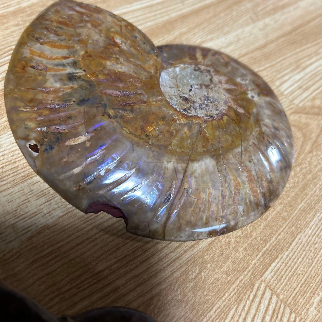 2点　化石　アンモナイト