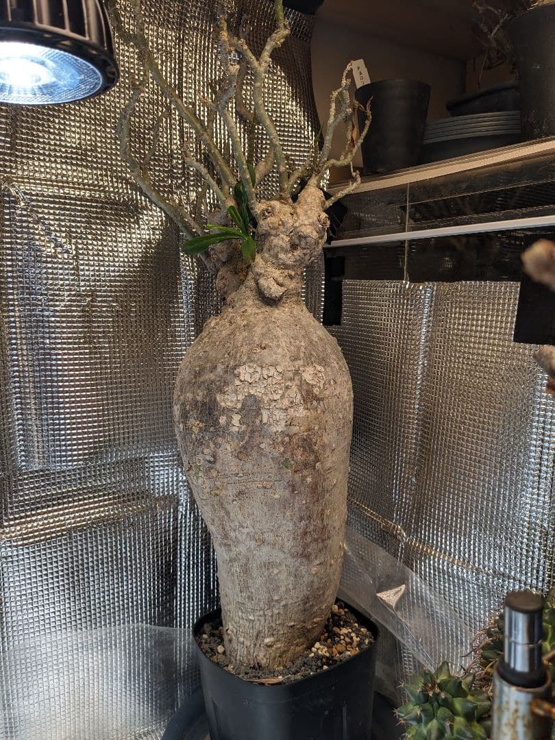 アデニウム.スワジクム