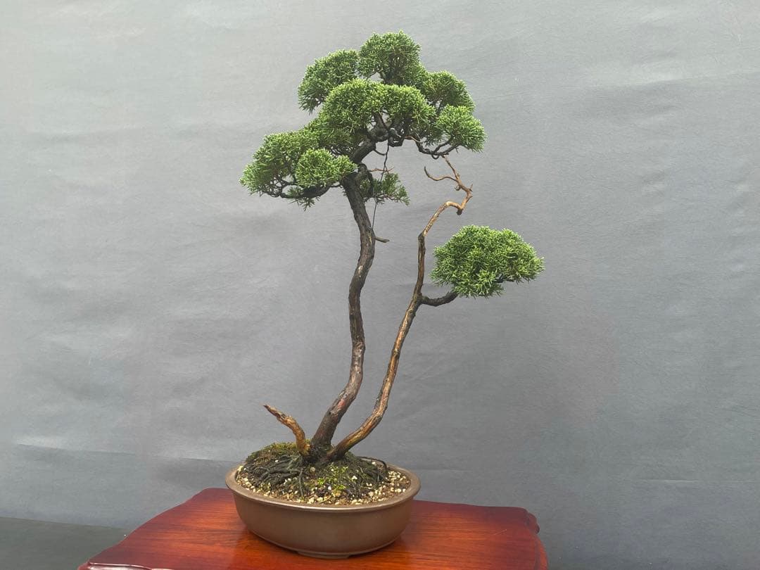 三河盆栽　紀州真柏　盆栽