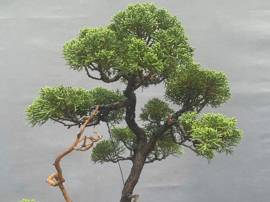 三河盆栽　紀州真柏　盆栽