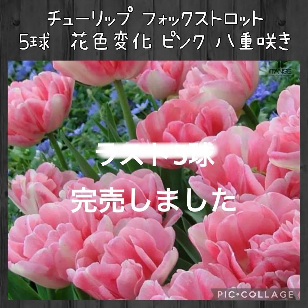 【球根】フォックストロット 5球　チューリップ　ピンク　花色変化　数量限定