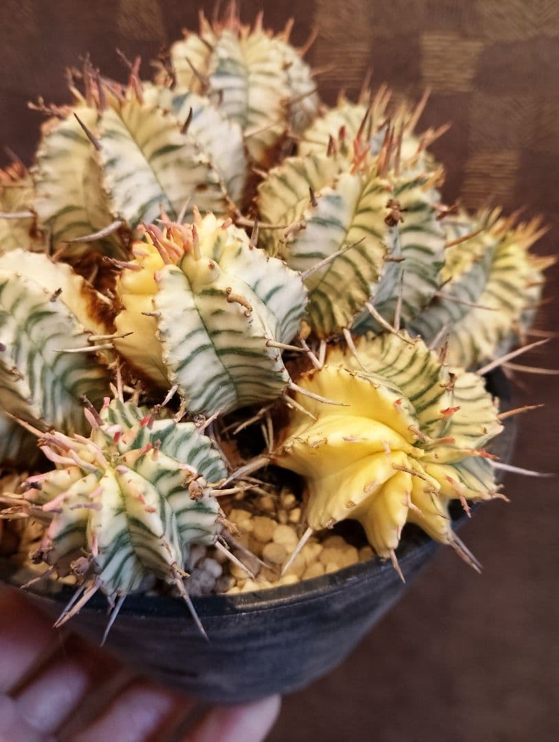 大群生 ユーフォルビア メロフォルミス錦