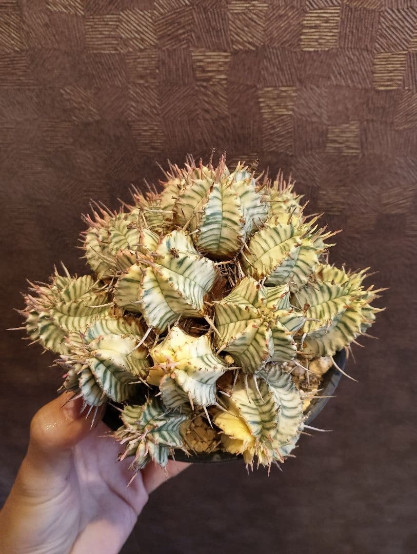 大群生 ユーフォルビア メロフォルミス錦