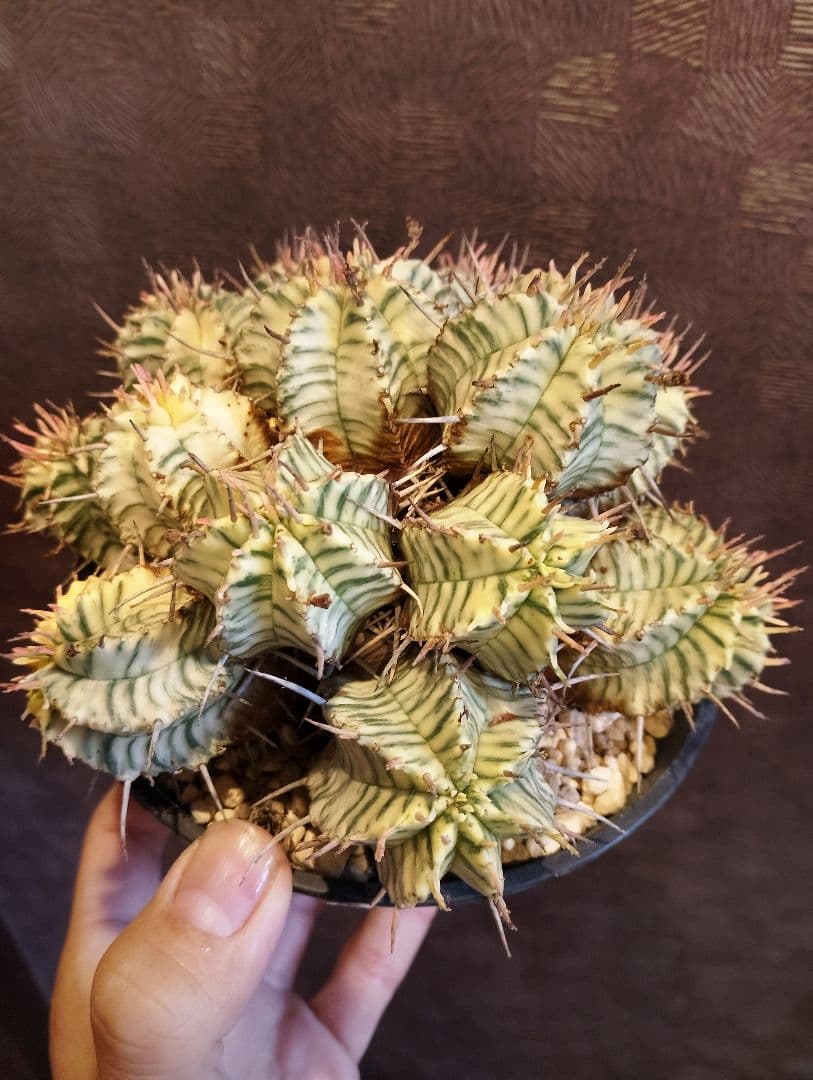 大群生 ユーフォルビア メロフォルミス錦