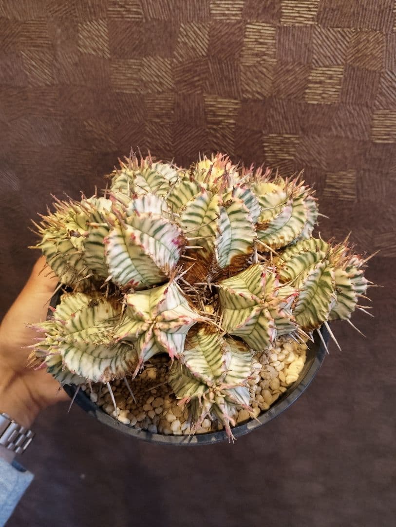 大群生 ユーフォルビア メロフォルミス錦