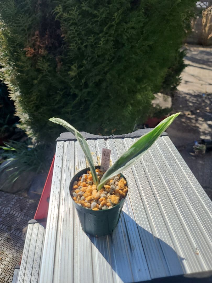 鶴裳の虎③　万年青