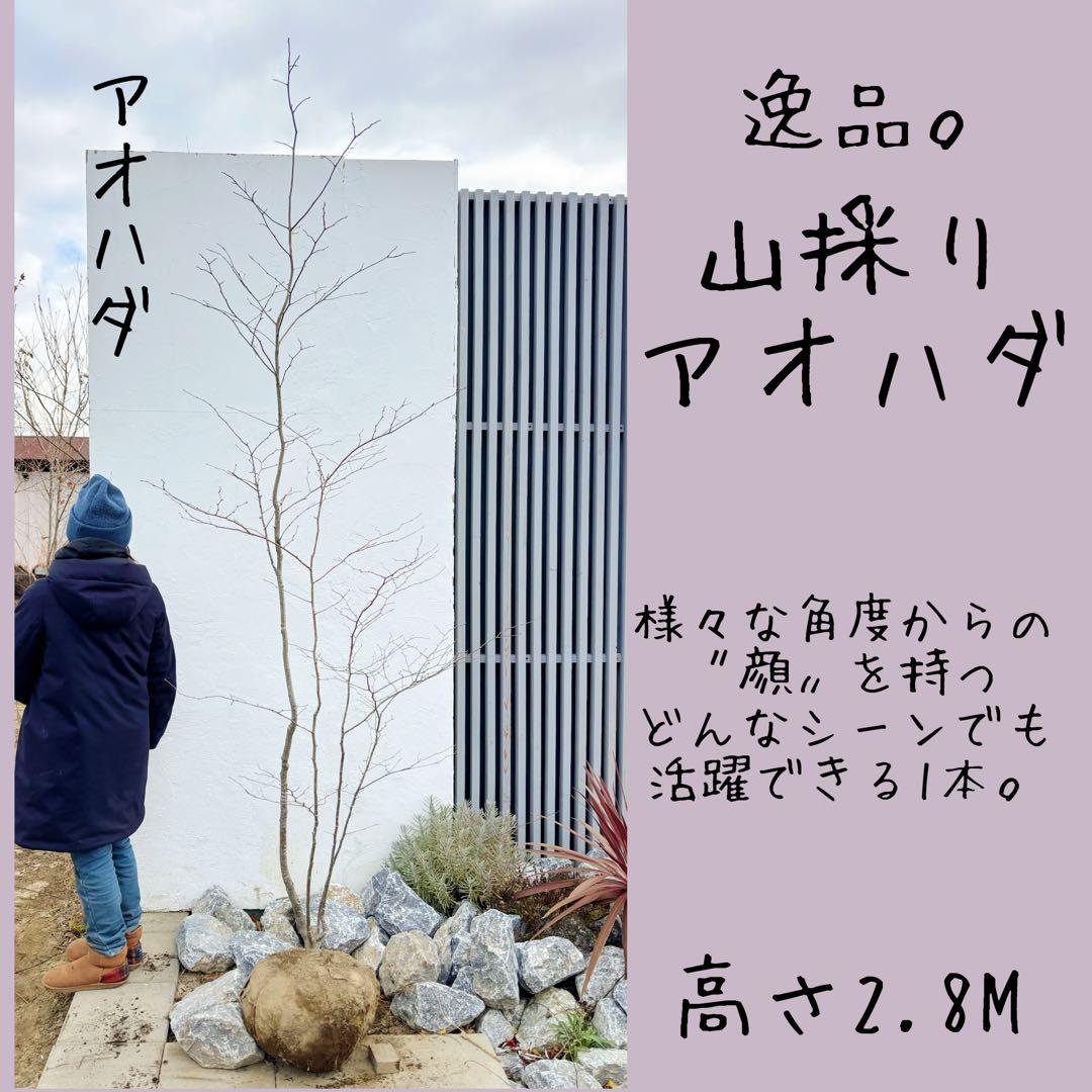 逸品。山採りアオハダ2.8M(鉢底から)