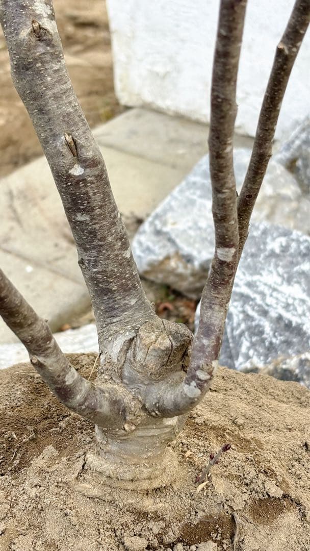 逸品。山採りアオハダ2.8M(鉢底から)