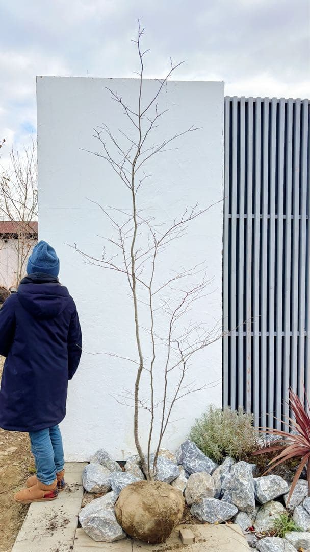 逸品。山採りアオハダ2.8M(鉢底から)