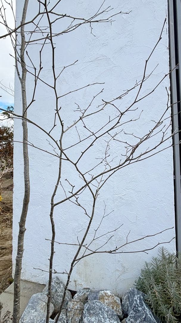 逸品。山採りアオハダ2.8M(鉢底から)