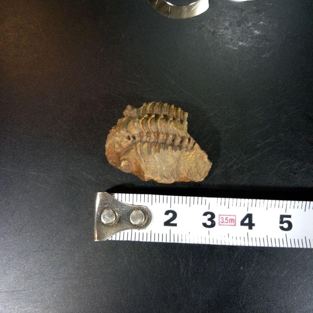 三葉虫　化石　fossil　ボリビア産　trilobite　三葉虫判別④