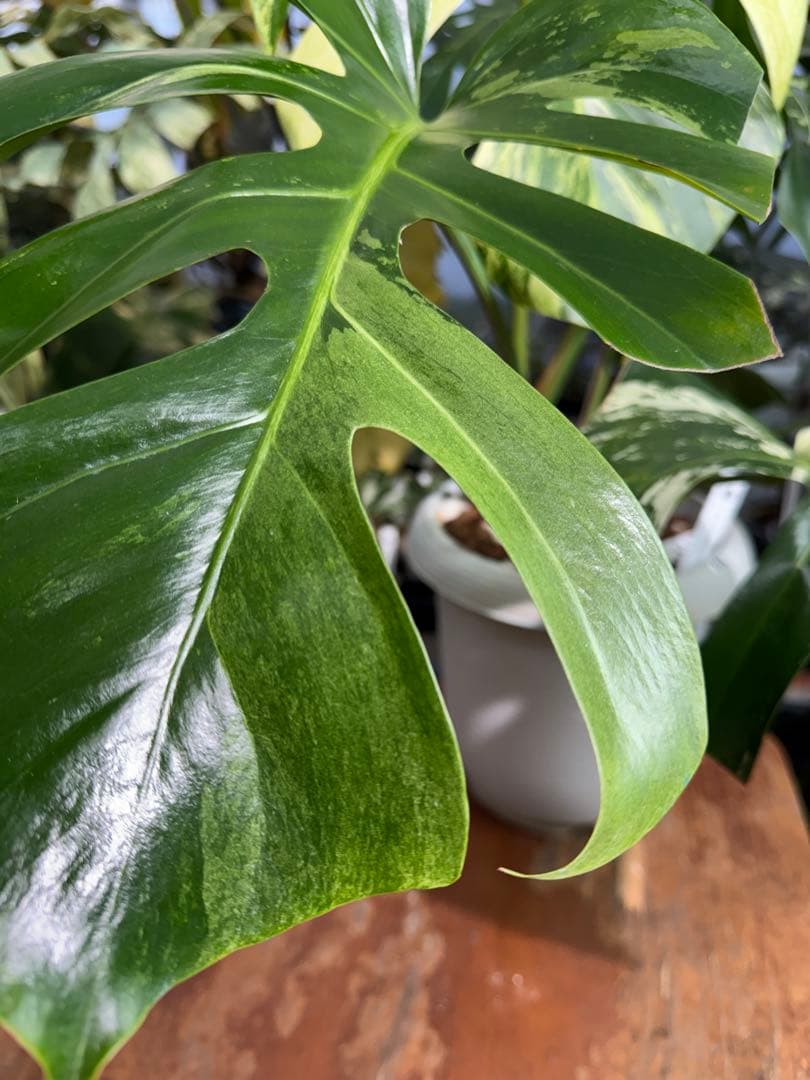 BS5モンステラ　ボルギシアナ　x デリシオーサ　ミント　美斑入り作品株