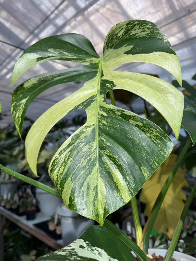 BS5モンステラ　ボルギシアナ　x デリシオーサ　ミント　美斑入り作品株